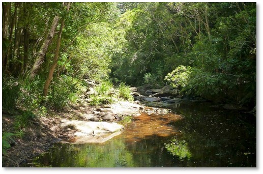 RNP bush creek